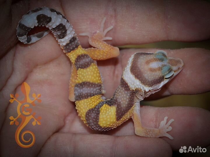 Пятнистый эублефар по лини та 2023