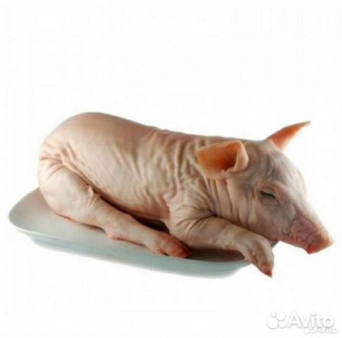 Продаю молочных поросят