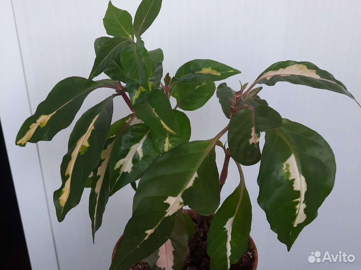 Укорененные отростки