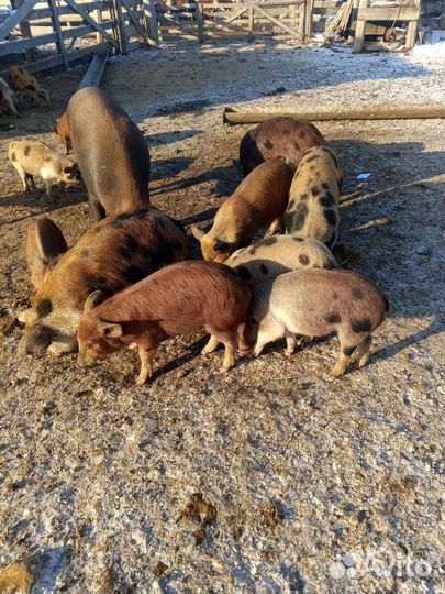 Поросята 2-3 мес 2-3 тыс