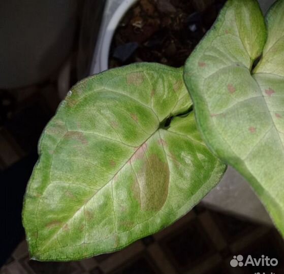 Сингониум Конфетти