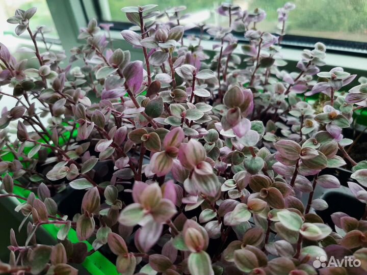 Каллизия (традесканция) розовая пантера