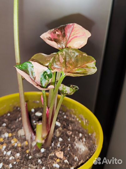 Сингониум клубничный лед galaxy, ароидные