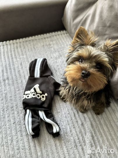Одежда для собак