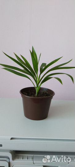 Комнатные цветы юкка