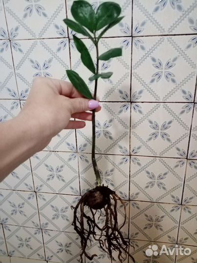 Саженцы Замиокулькас