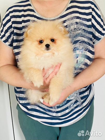 Померанский шпиц