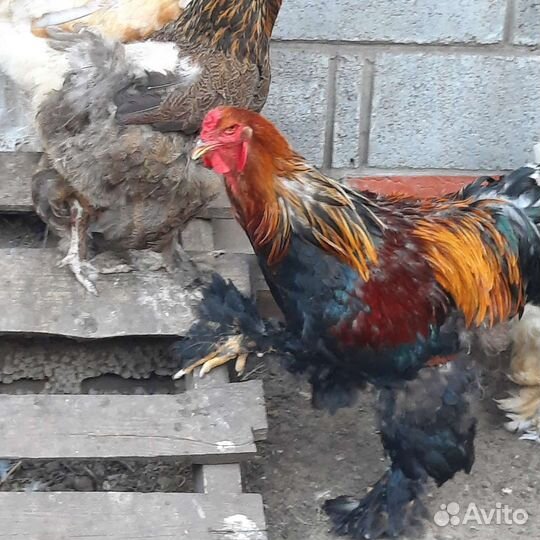 Куры и петухи брама, маран, форверк, малин