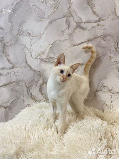 Кошечка ищет дом