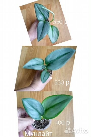 Сциндапсусы, эпипремнумы