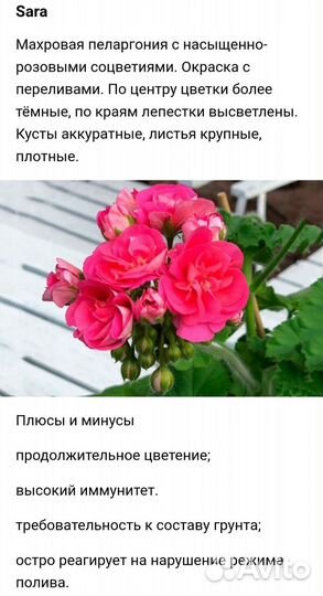 Пеларгония герань Djageshüsе Sara cтартер