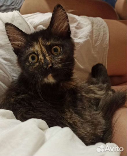 Котенок кошка