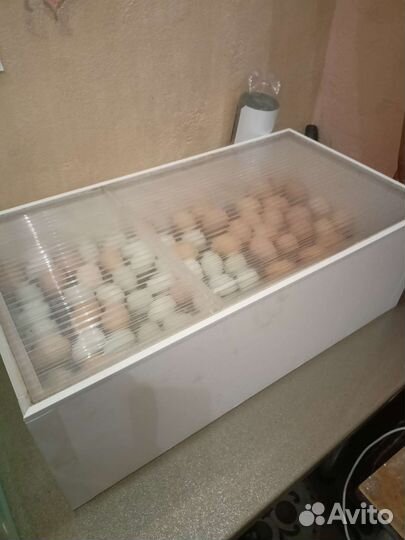 Инкубатор блиц Матрица Дели