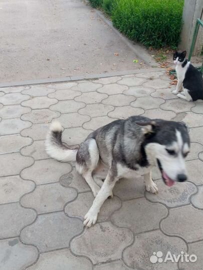 Сибирский хаски