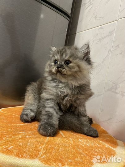 Шотланский котенок