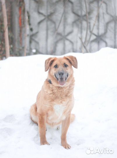 Собака в добрые руки Злата ищет дом