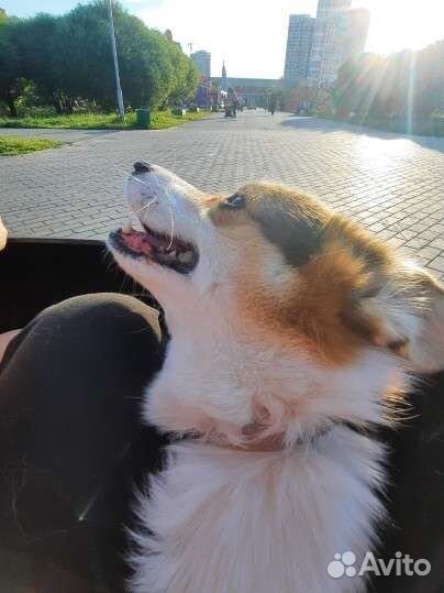 Выгул собак, передержка