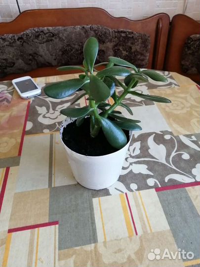 Толстянка Крассула