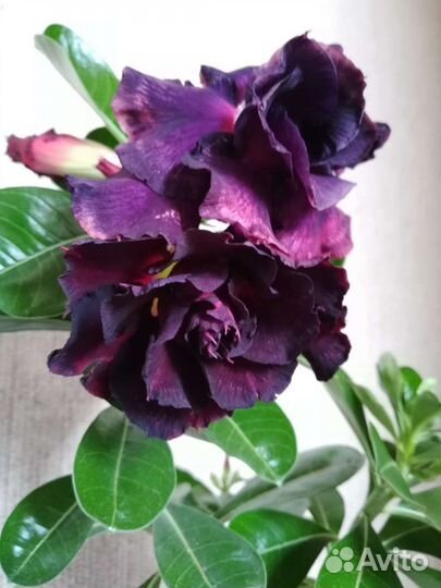 Адениум взрослый, прививки