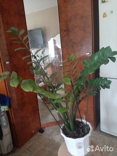 Замиокулькас