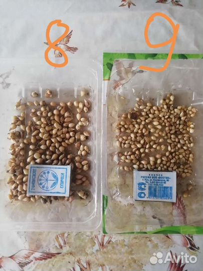 Мускари синие, луковицы