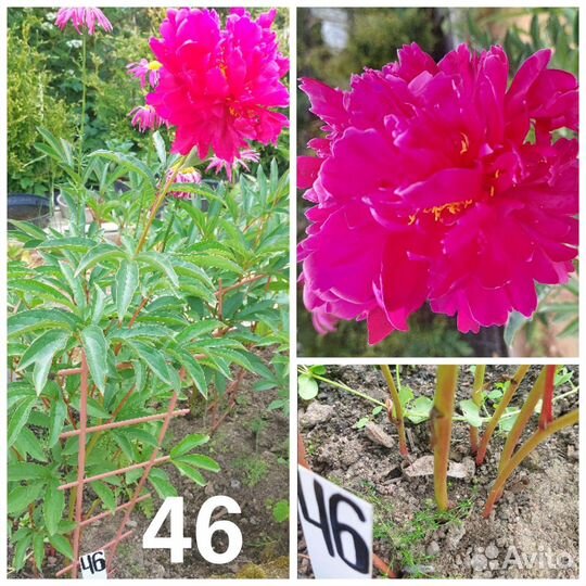 Пионы. Кусты. Большие. Цветущие