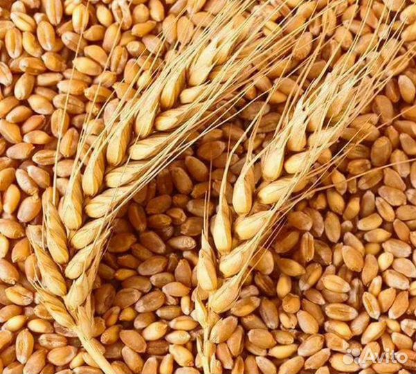 Пшеница в мешках