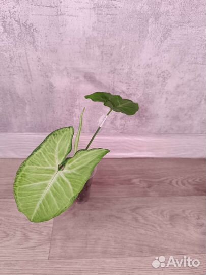 Сингониумы сортовые