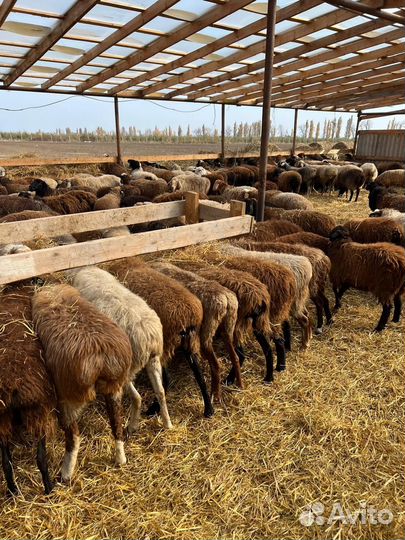 Овцы котные