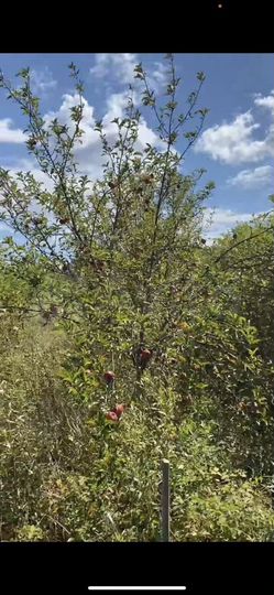 Участок 72 сот. (СНТ, ДНП)