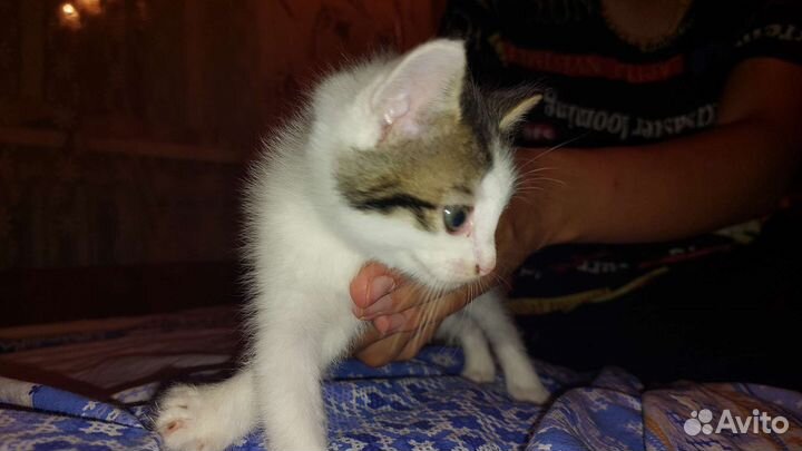 Кошки в добрые руки бесплатно