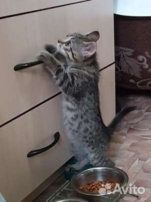 Котенок бесплатно