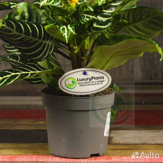 Афеландра Скуарроса Дания 30/12