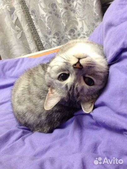 Британский кот в добрые руки