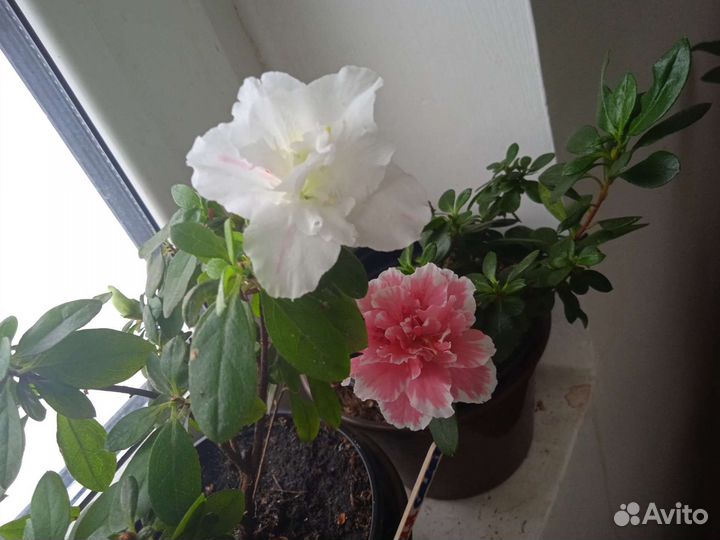 Азалия комнатная