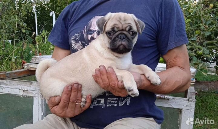 Щенки мопса