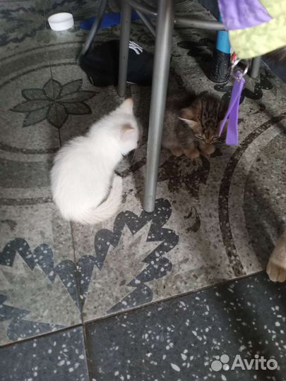 Кошка в дар бесплатно