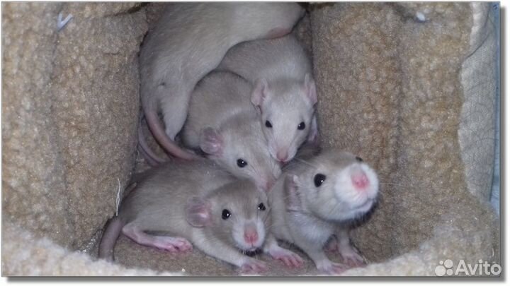 Крысята Дамбо из питомника. Крысы Дамбо. Москва