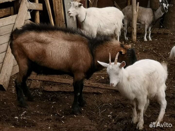 Дойные козы