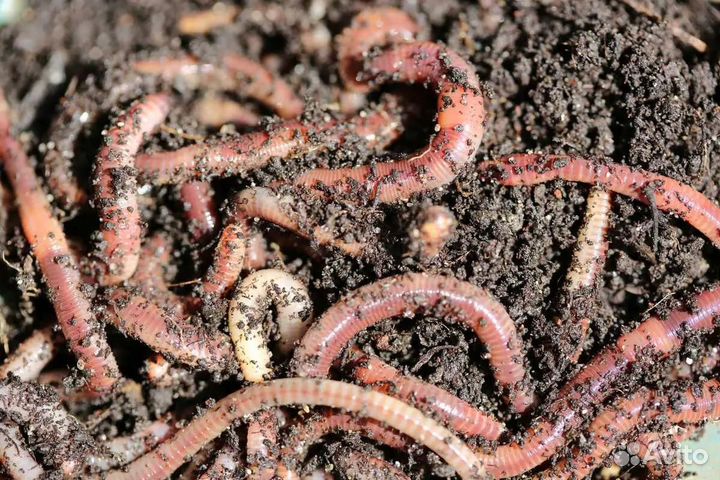 Калифорнийские дождевые черви