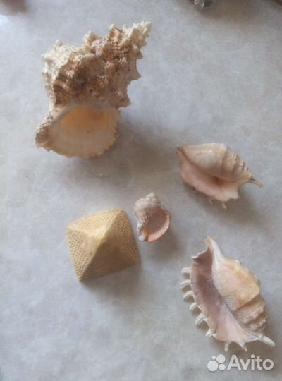 Ракушки