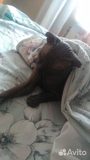 Вязка кошек