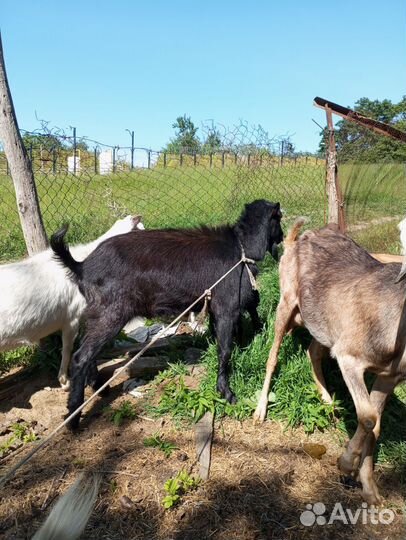 Коза нубийская, ламанча и заанинская