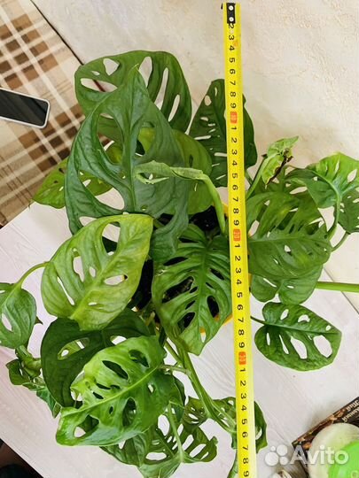 Монстера манки маск