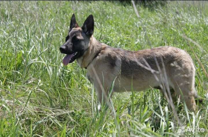 Метис овчарки