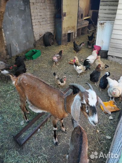 Коза с козлятами