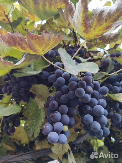 Виноград Изабелла