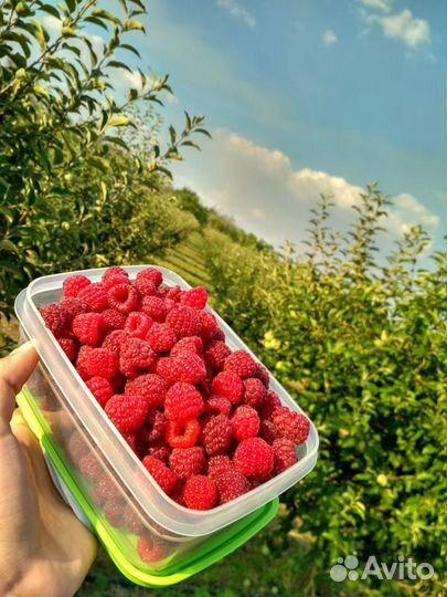 Саженцы малины ежемалины