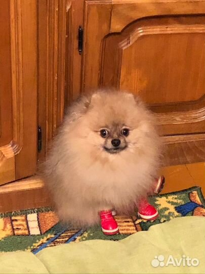 Умнейший померашка приглашает на вязку