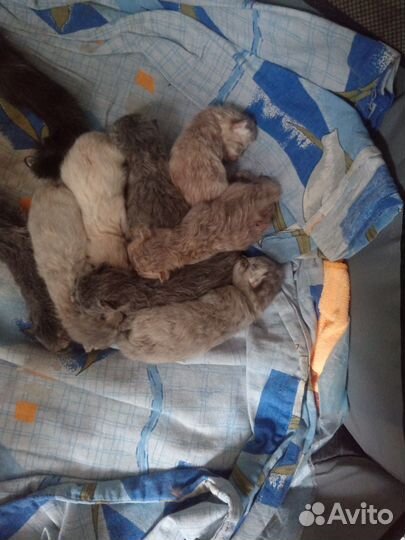 Шотландские котята